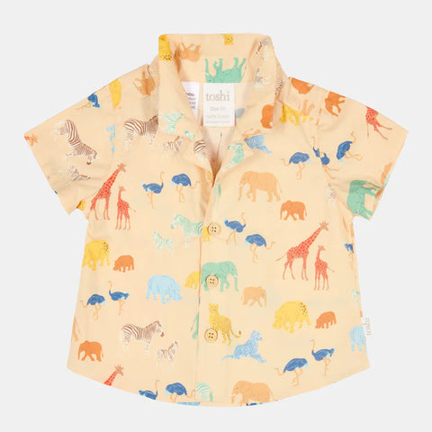 Toshi Shirt Banjo /Congo Driftwood