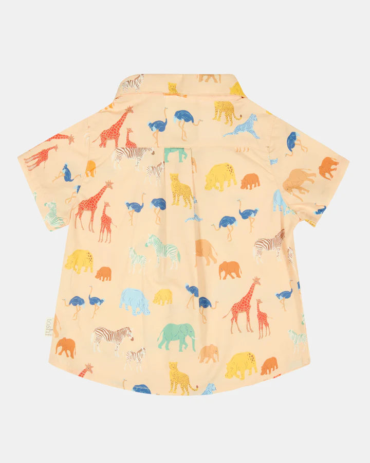 Toshi Shirt Banjo /Congo Driftwood