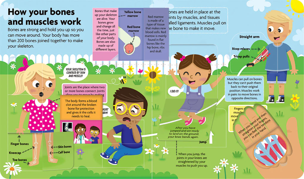 FunFacts - Lift the Flap Board Book -Discover the Human Body