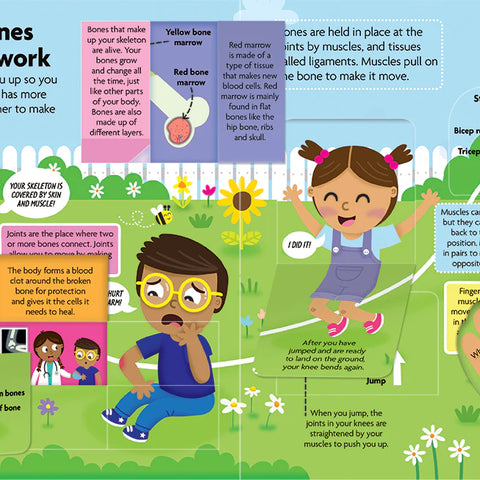 FunFacts - Lift the Flap Board Book -Discover the Human Body